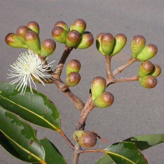 Corymbia abergiana Queensland
