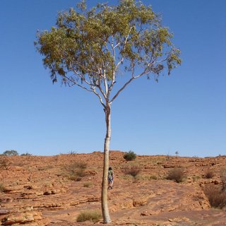Corymbia aparrerinja Kings Canyon tree