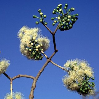 Corymbia confertiflora deciduous flowers