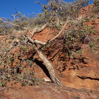 Corymbia deserticola Augustus