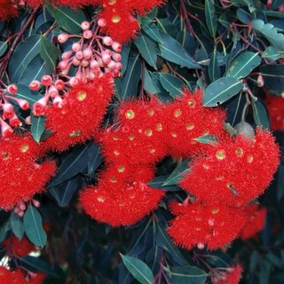 Corymbia ficifolia red flowering gum
