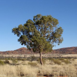 Corymbia opaca bloodwood
