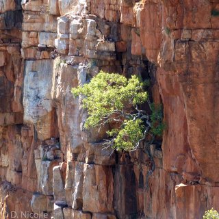 Eucalyptus brachyandra Mount Danglish