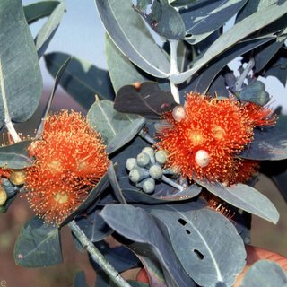 Eucalyptus ceracea Kimberley