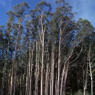 Eucalyptus delegatensis alpine ash