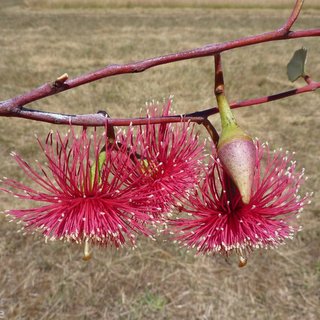 Eucalyptus erythronema