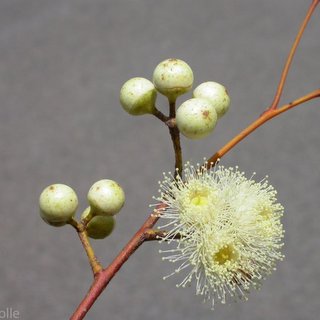 Eucalyptus glomerosa