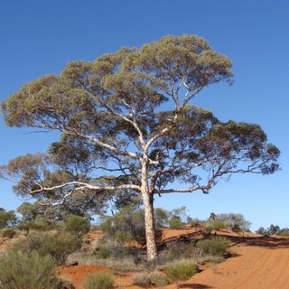 Eucalyptus gongylocarpa desert gum