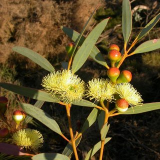 Eucalyptus kalganensis