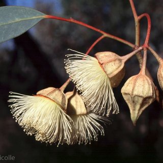 Eucalyptus kingsmillii