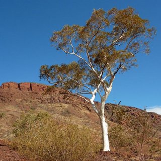 Eucalyptus leucophloia snappy gum Pilbara