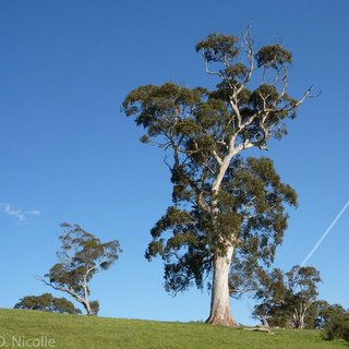 Eucalyptus leucoxylon South Australian blue gum