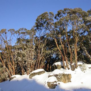 Eucalyptus pauciflora acerina snow gum