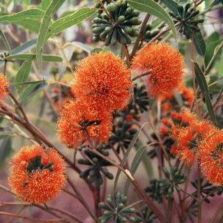 Eucalyptus phoenicea scarlet gum