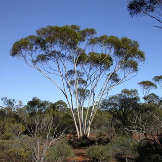 Eucalyptus pileata mallee