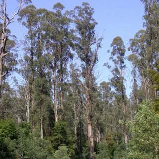 Eucalyptus regnans mountain ash