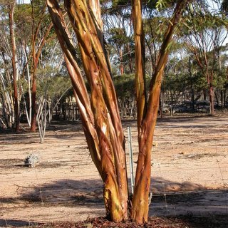 Eucalyptus salubris gimlet stems