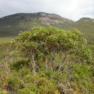 Eucalyptus semiglobosa Mt Arid