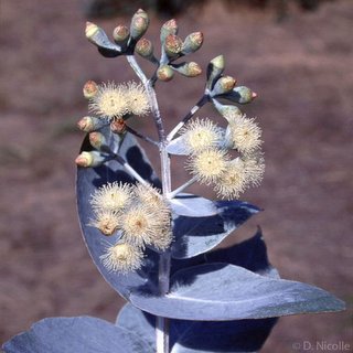 Eucalyptus shirleyi flowers