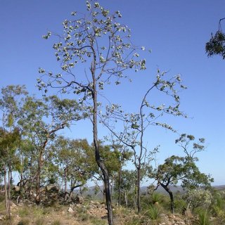 Eucalyptus shirleyi ironbark Queensland