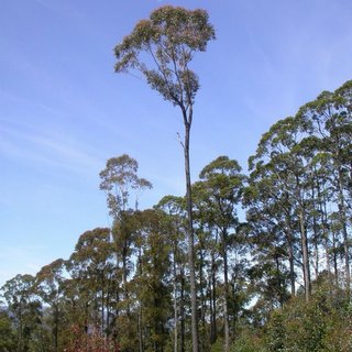 Eucalyptus sieberi silvertop ash