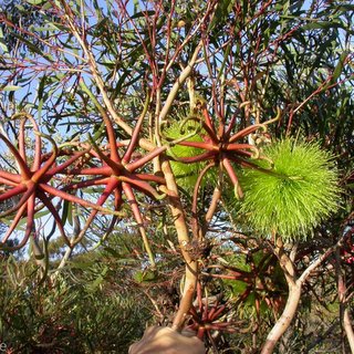 Eucalyptus sinuosa flowers