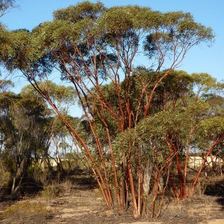 Eucalyptus tenera mallee
