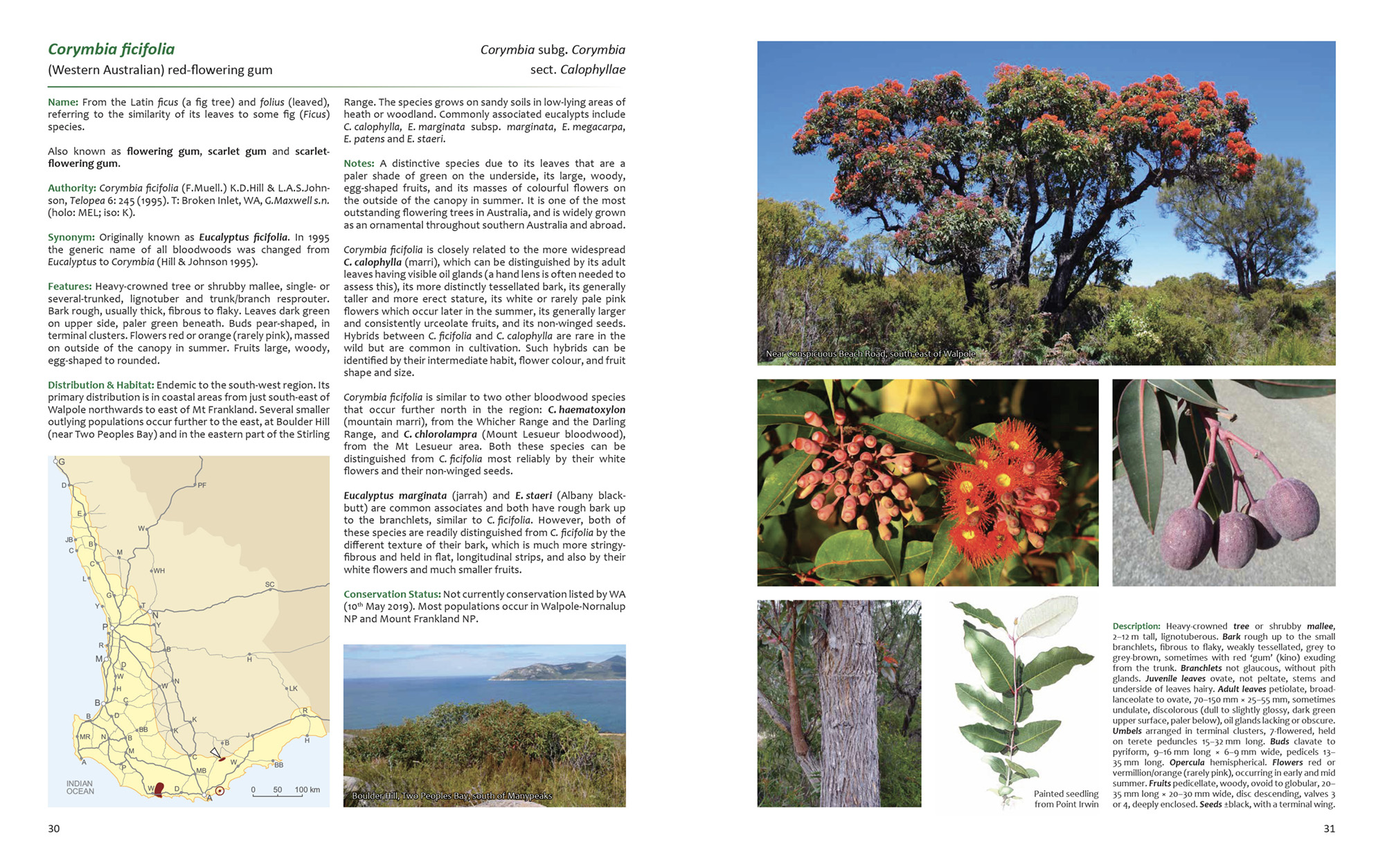 Corymbia ficifolia sample page