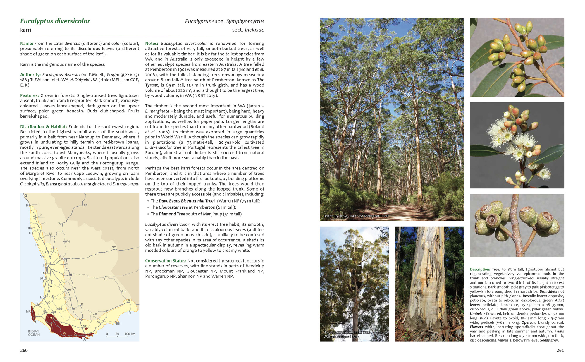 Eucalyptus diversicolor sample page