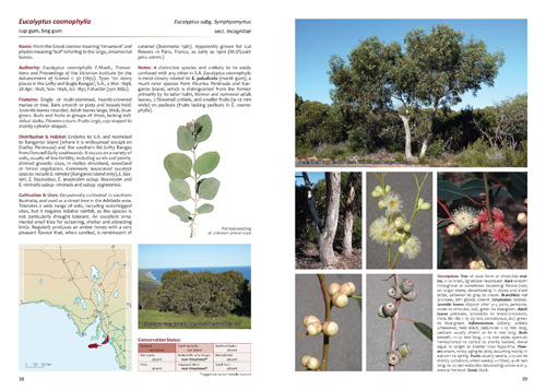 Eucalyptus cosmophylla sample page
