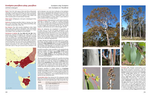 Eucalyptus pauciflora sample page