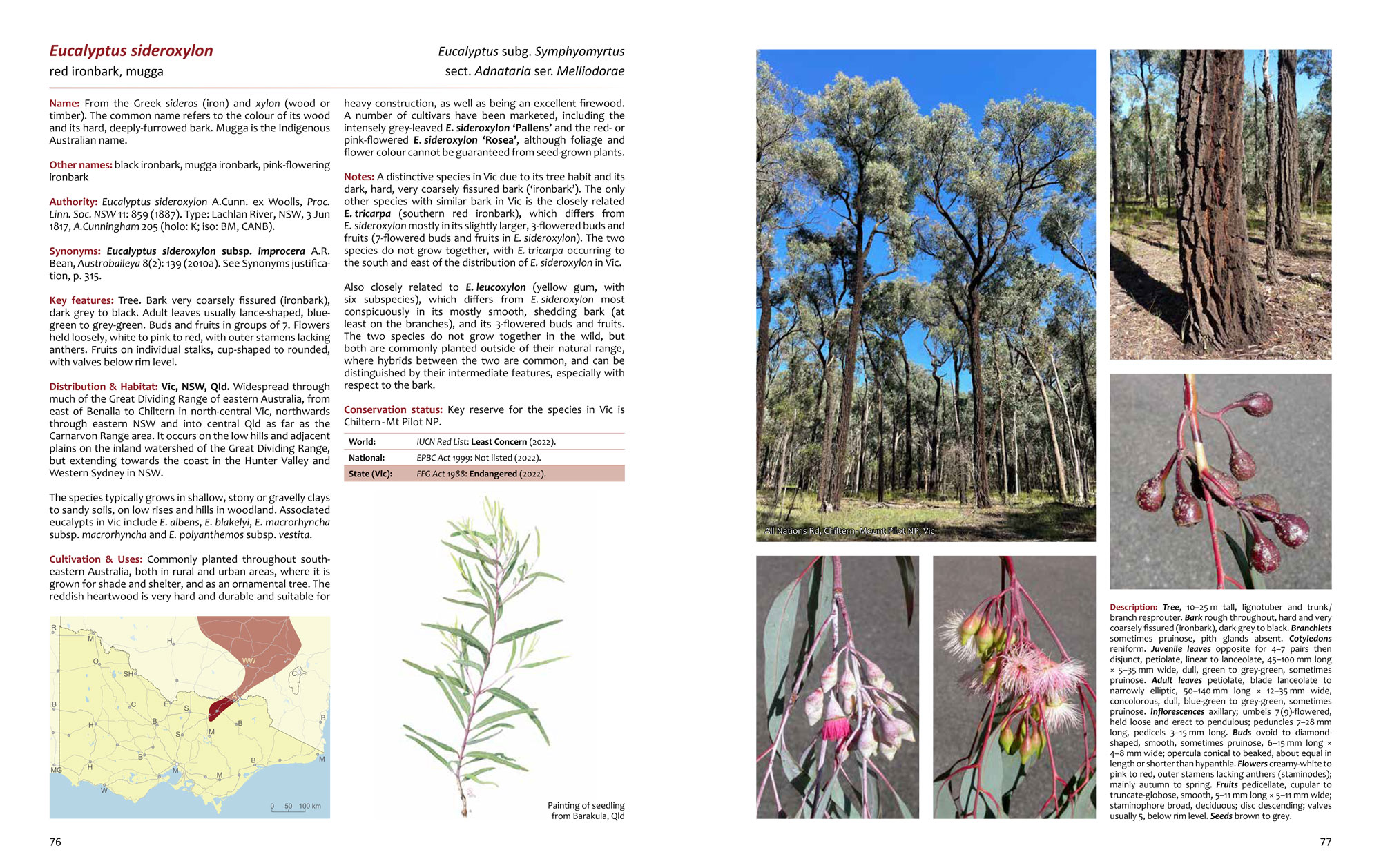 Eucalyptus sideroxylon sample page