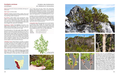 Eucalyptus vernicosa sample page